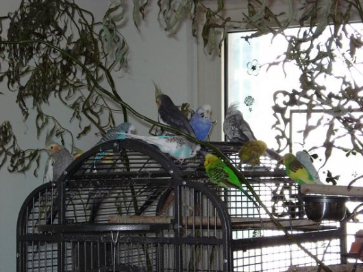 Vogelzimmer